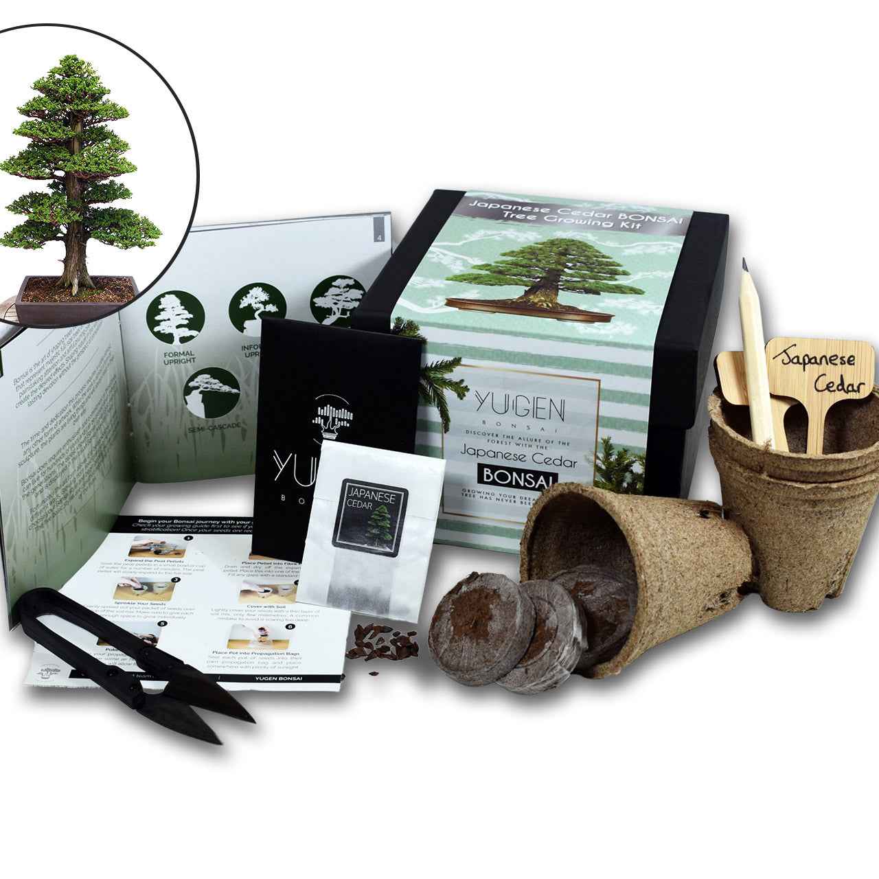 Japanese Cedar Bonsai Tree Growing Kit | Forest Appeal
